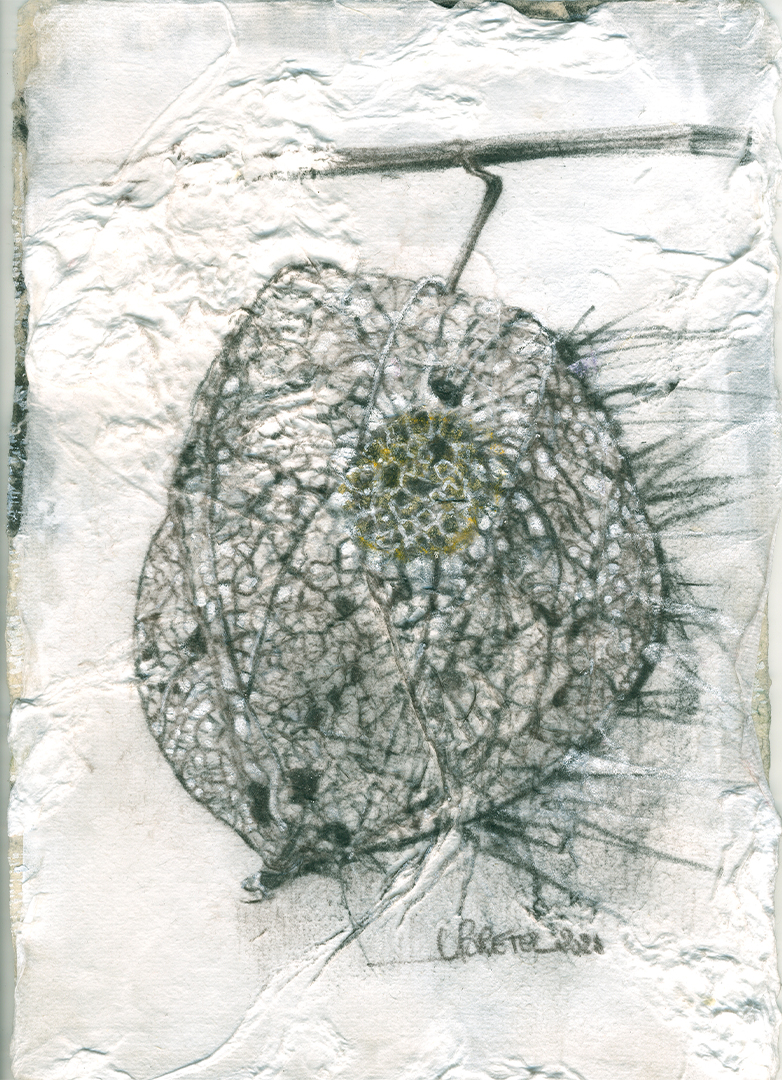 d_dentelle_physalis